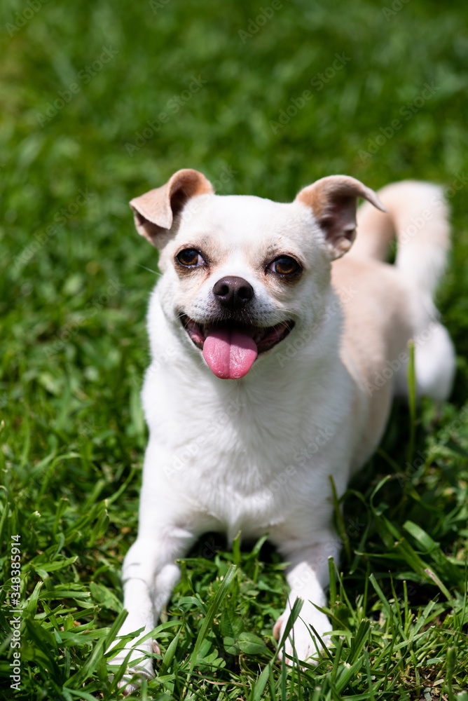 White and ivory chihuahua dog in the grass
