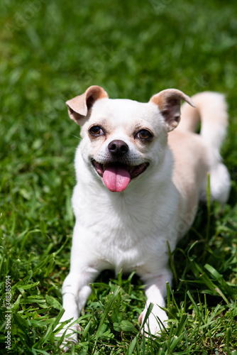 White and ivory chihuahua dog in the grass © eneko_at