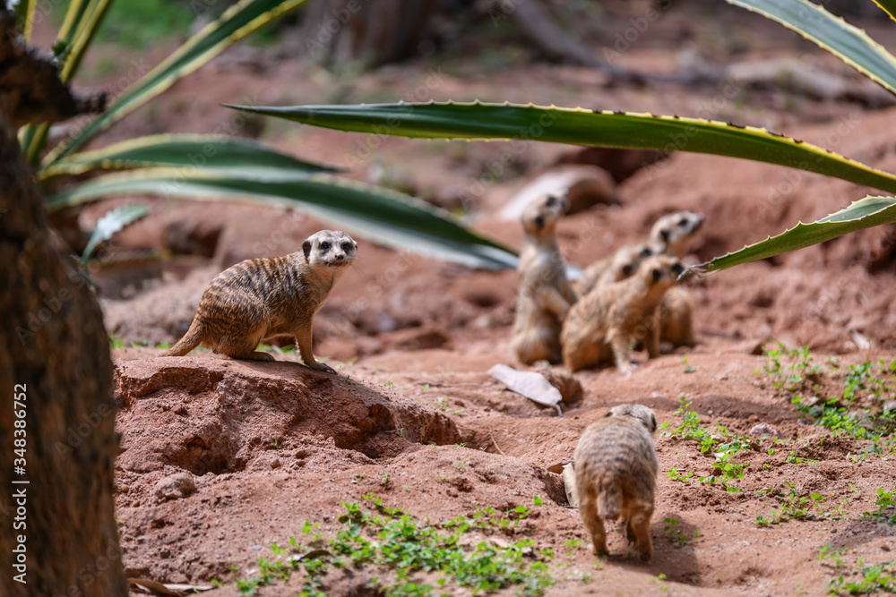 Suricata suricatta stands and observes Suricata suricatta stands and observes