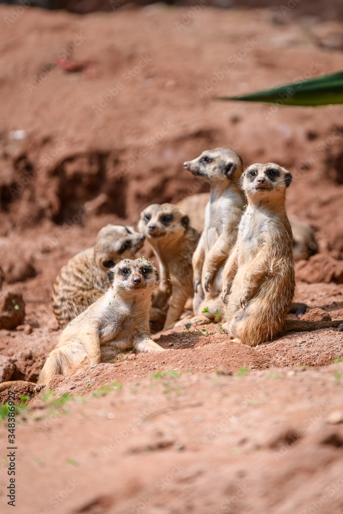 Fototapeta premium Suricata suricatta stands and observes