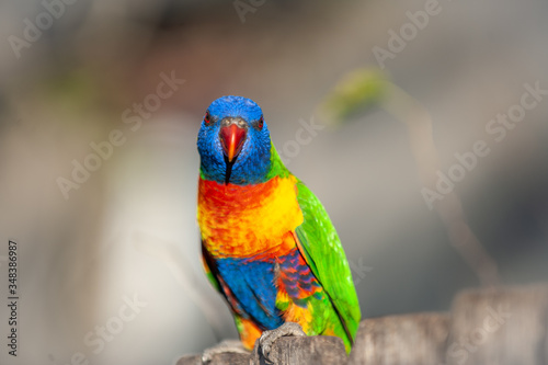 Rainbow Lorikeet