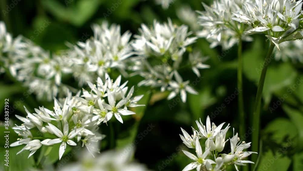 A panning shot of Allium ursinum, known as wild garlic, ramsons, buckrams, broad-leaved garlic A panning shot of Allium ursinum, known as wild garlic, ramsons, buckrams, broad-leaved garlic