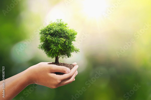tree growing on soil in hand holding with sunshine background. eco environment concept