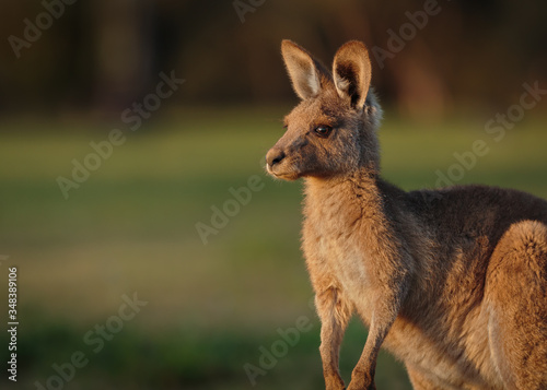 Fototapeta Naklejka Na Ścianę i Meble -  Eastern grey kangaroos at Coombabah Wetlands