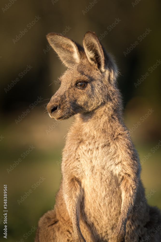 Fototapeta premium Eastern grey kangaroos at Coombabah Wetlands