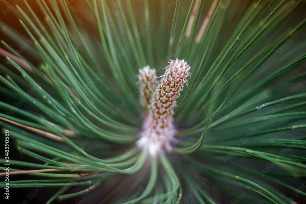 Obraz premium Young pine cones in the forest, macro shot. Close up of Christmas pine fir tree on a spring day. Nature concept for design, selective focus. 