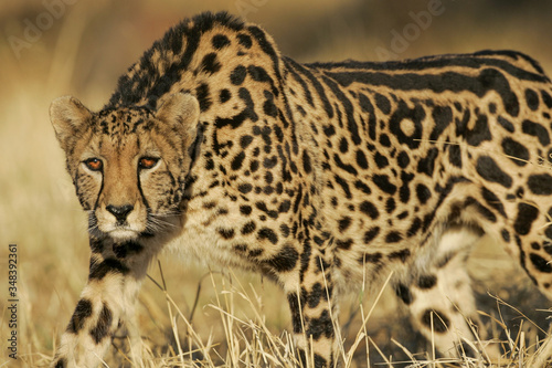 Female King Cheetah South Africa