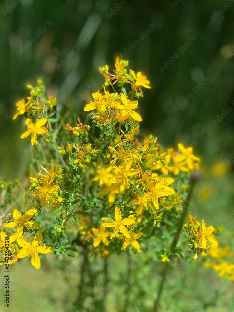 wild flower wild flower