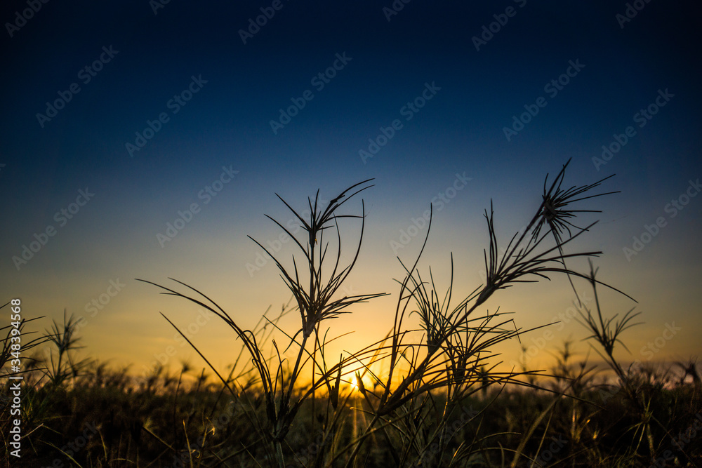 sunset in the grass 