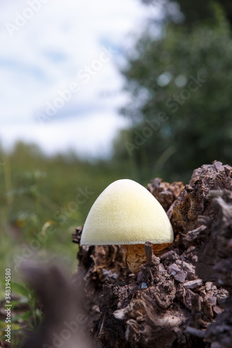 Tree mushrooms. Silky edible plate mushroom Volvariella bombycina growing on dead rotten wood. A rare species of fungus growing in deciduous forests. photo