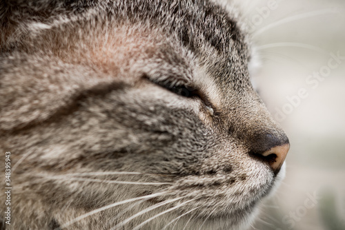 Close detail of gray cat with close eyes