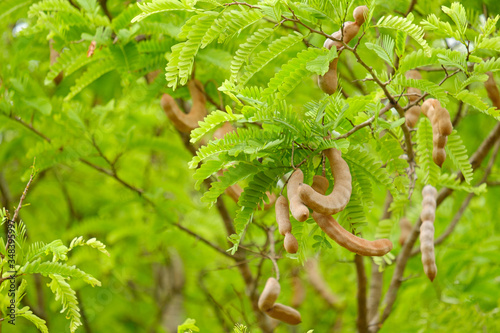 Tamarind on a branch with green leaves and copy space