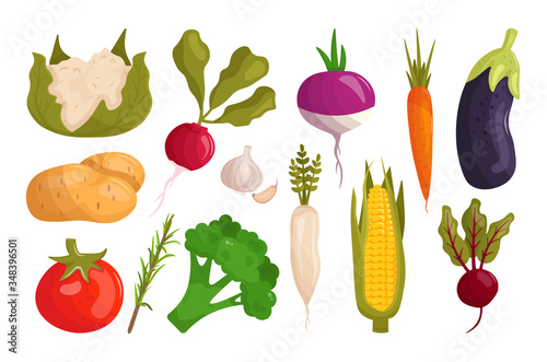 Set of cartoon vegetables vector illustration isolated on white background. Radish, beetroot, potato, tomato, eggplant, carrot, cauliflower, broccoli, corn, garlic, horseradish. Healthy food. 