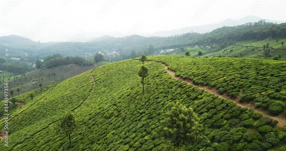 Aerial steady shot with scenic view above spring green tea plantation on the peek of a hill in the hilly landscape of Munnar, Kerala, India. Aerial steady shot with scenic view above spring green tea plantation on the peek of a hill in the hilly landscape of Munnar, Kerala, India.