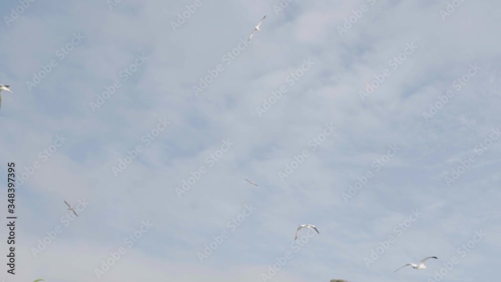 another shot of chasing seagulls flying in the sky at muriwai beach lookout piha motutara island.mov another shot of chasing seagulls flying in the sky at muriwai beach lookout piha motutara island.mov