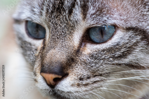 Close detail of gray cat with blue eyes