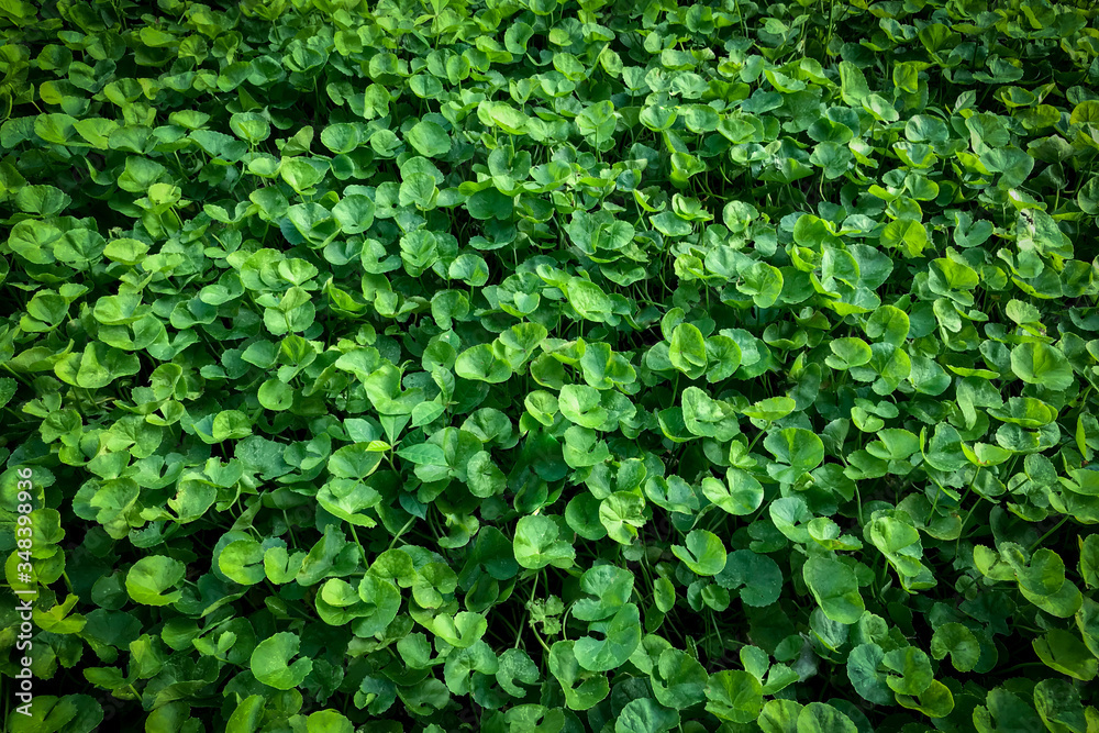 Beautiful background of Centella asiatica, Herbs help to heal inflammation, Herbal medicine leaves of Centella asiatica known as gotu kola, (Asiatic pennywort, Indian pennywort) Beautiful background of Centella asiatica, Herbs help to heal inflammation, Herbal medicine leaves of Centella asiatica known as gotu kola, (Asiatic pennywort, Indian pennywort)
