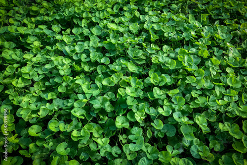 Beautiful background of Centella asiatica, Herbs help to heal inflammation, Herbal medicine leaves of Centella asiatica known as gotu kola, (Asiatic pennywort, Indian pennywort)