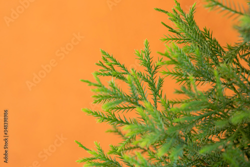 Soft focus branch of green pine tree on orange color concrete wall backdrop and background with copy space for text and design.