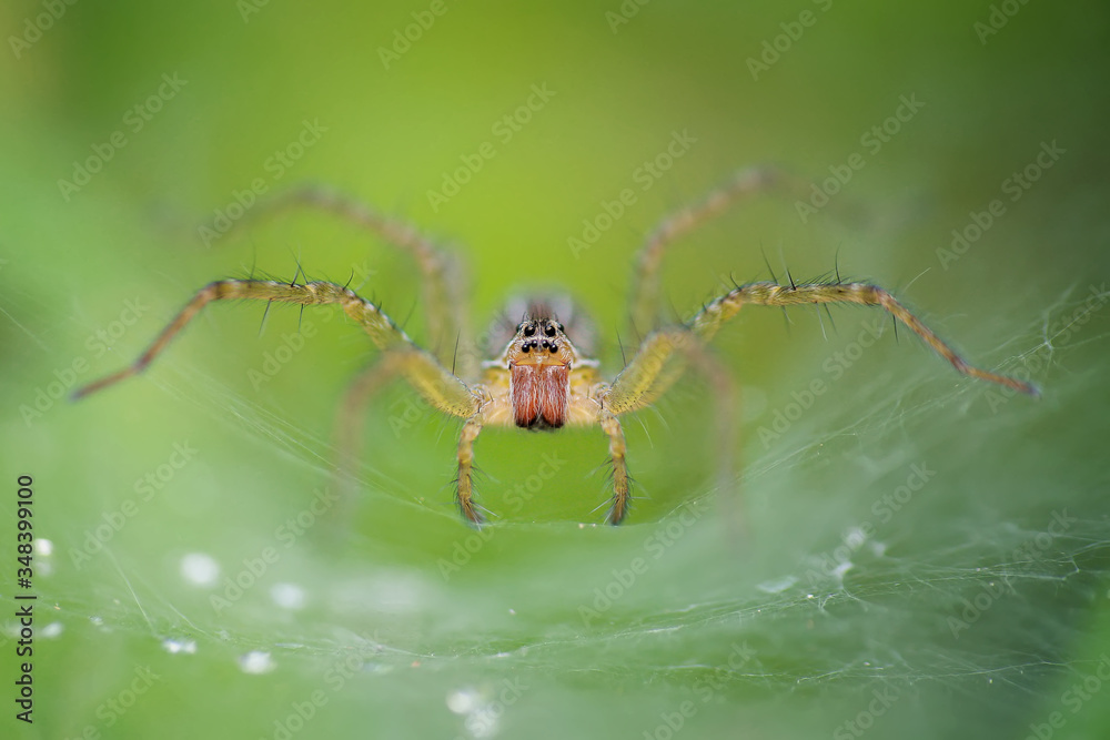 Spider is waiting in cage while stalking its prey, best selling macro photos