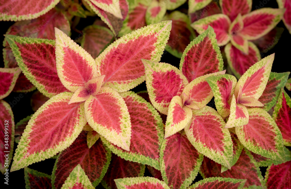 Beautiful red and yellow-green leaves patterns for natural background. A group of colorful red leaf in a dark tropical with vignetted backdrop Beautiful red and yellow-green leaves patterns for natural background. A group of colorful red leaf in a dark tropical with vignetted backdrop