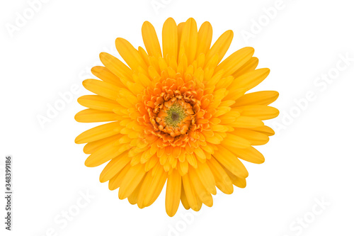 Vibrant yellow gerbera flower isolated on a white background isolated with clipping path. Close-up of a single flower in the nature for design.