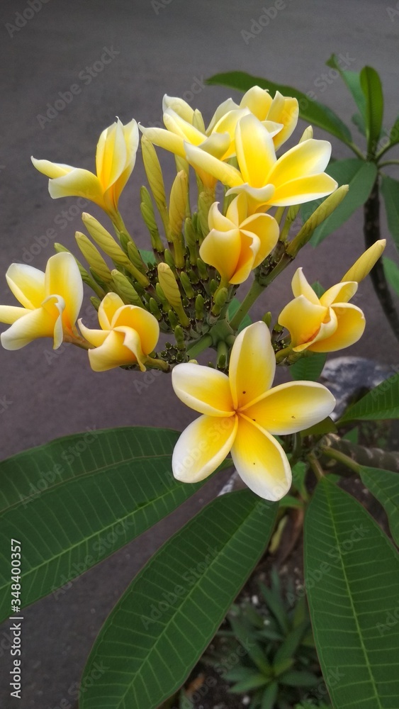 Obraz premium Bunga Kamboja warna kuning - Plumeria Flower blossom in the morning