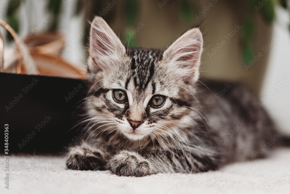 portrait of a stripped kitten