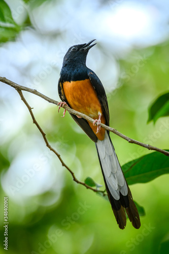 White-rumped Shama, Copsychus malabaricus