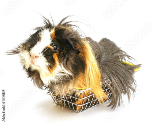 shabby shaggy guinea pig sitting in a small shopping basket on a white background