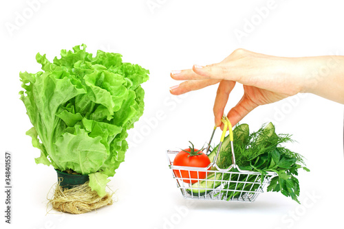 Closeup hand holds a small shopping basket with greens, cucumber, tomato, parsley next to fresh potted green salad on a white background