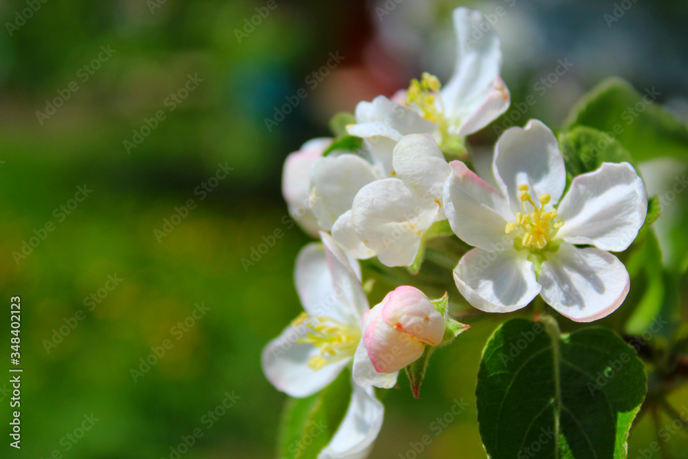 Spring blooming: a branch of a blooming Apple tree against the background of the garden and the sky. Spring blooming: a branch of a blooming Apple tree against the background of the garden and the sky.