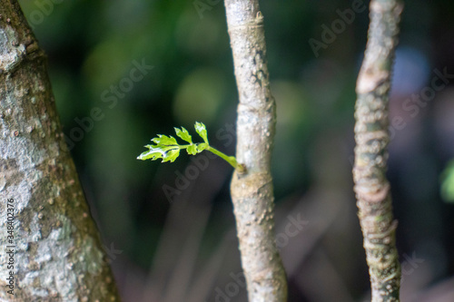 tree branch with green leaves