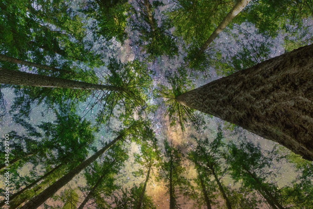 Fototapeta premium 2020-05-12 EVERGREENS LOOKING UP INTO A STAR FILLED NIGHT