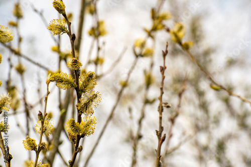 Willow twigs as a symbol of Easter.