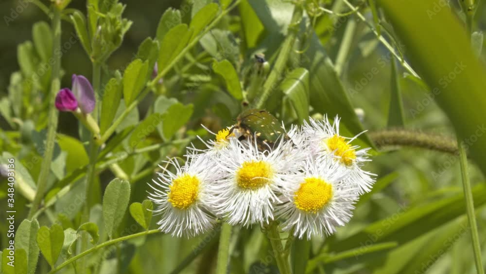 Large green beetle collecting pollen and nectar from wild daisies before flying away. Large green beetle collecting pollen and nectar from wild daisies before flying away.