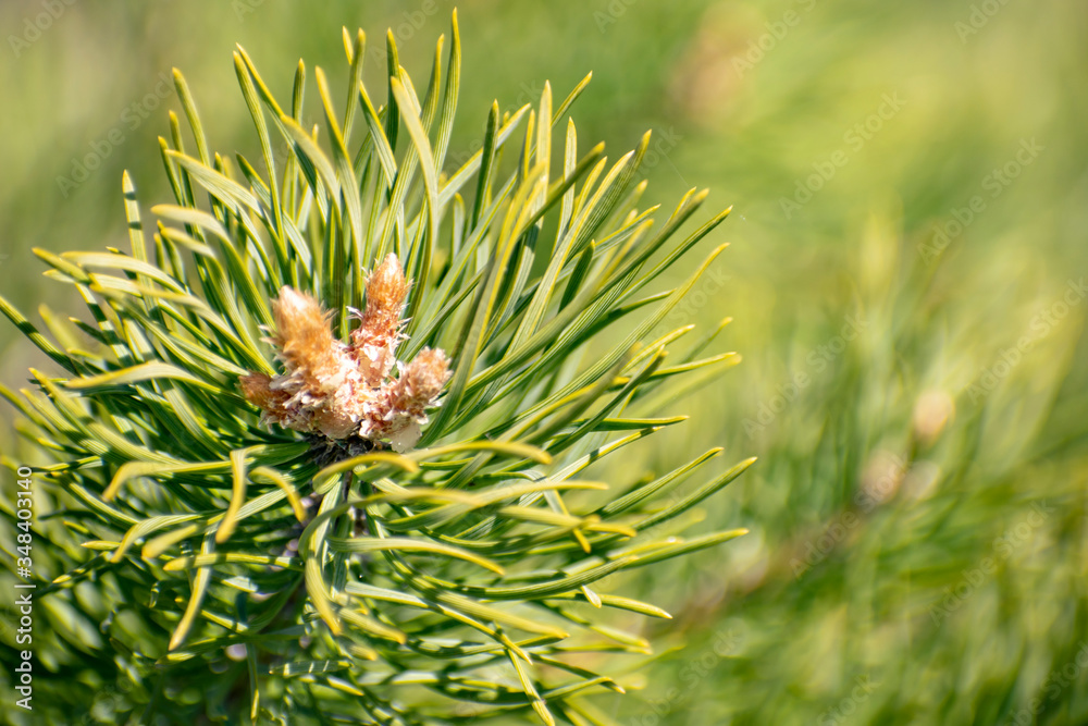 Fir branch on a background of blue sky. Fir branch on a background of blue sky.