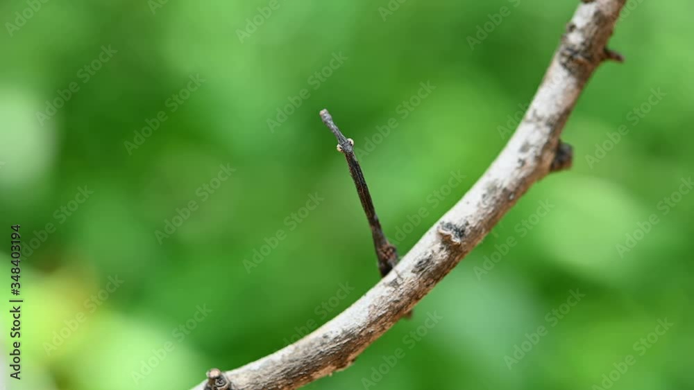 Praying Mantis, Phyllothelys sp.; a very tiny Mantis with a very long head that resembles like a twig looking down and suddenly raises its head up. Praying Mantis, Phyllothelys sp.; a very tiny Mantis with a very long head that resembles like a twig looking down and suddenly raises its head up.