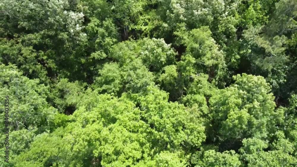 Aerial/Drone shot of dense woods/forest Aerial/Drone shot of dense woods/forest
