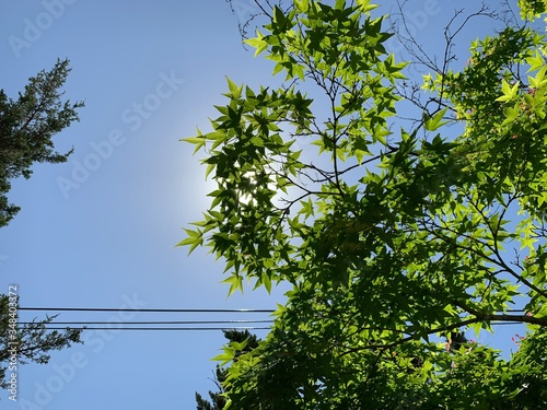 sunshine tree