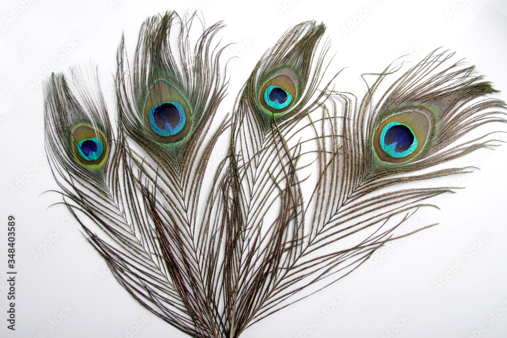 Obraz premium Picture of peacock's (male peafowl) feather that have an unique eyes shape pattern 