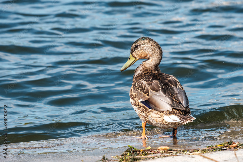 a grey duck stands on the edge of the Bank and looks at the water a grey duck stands on the edge of the Bank and looks at the water