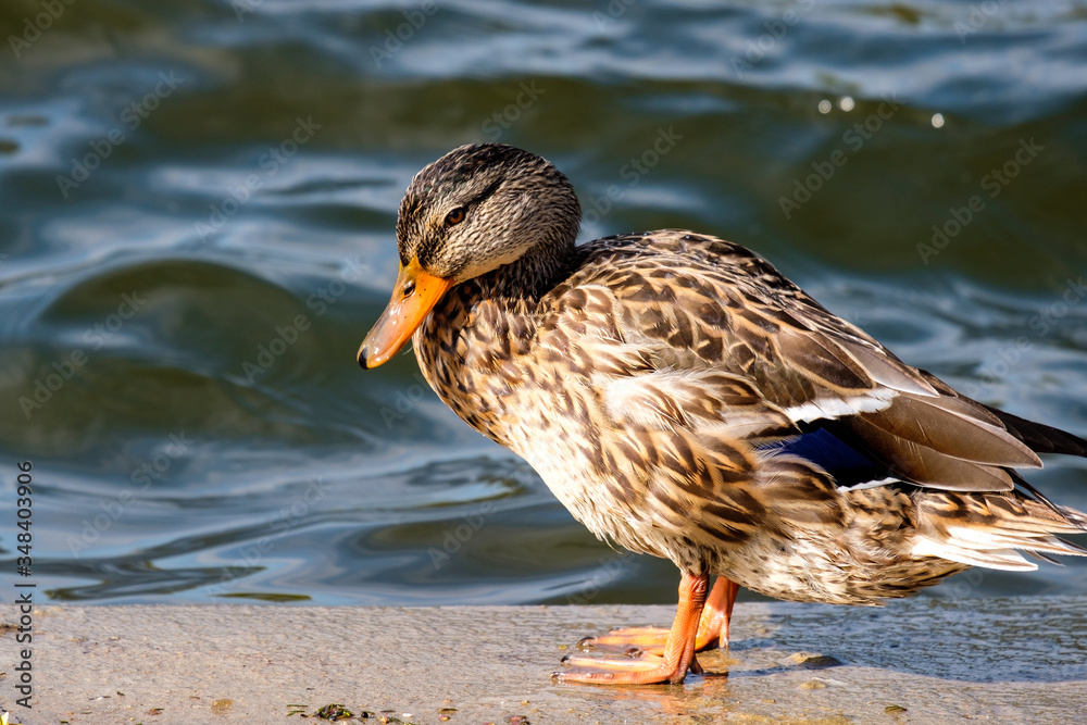 Fototapeta premium wild gray duck on the background of water with glare from the sun