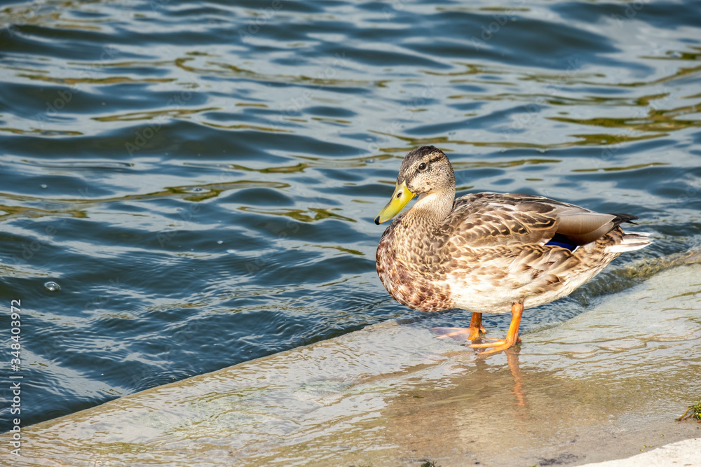 a lone gray duck on the Bank of a city pond a lone gray duck on the Bank of a city pond