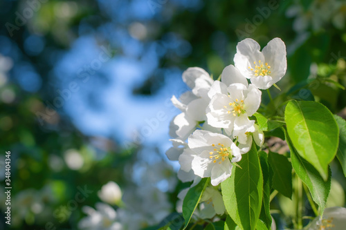 Branch of a blossoming apple tree