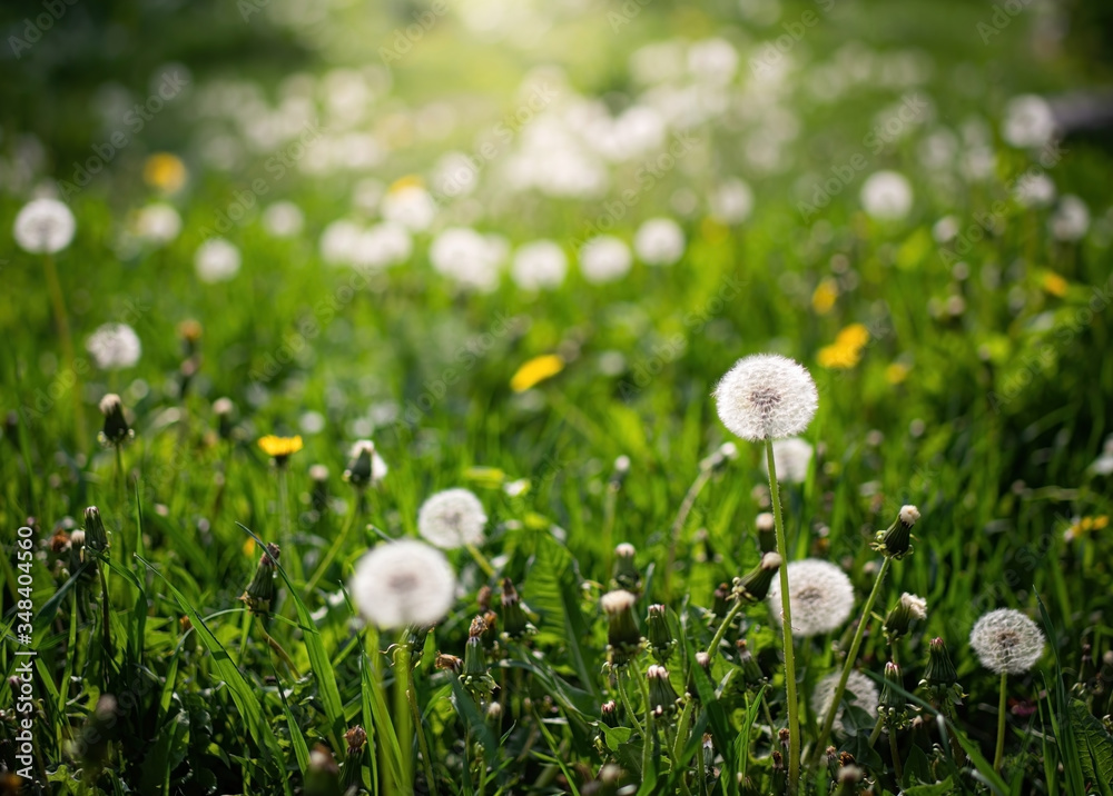 Field dandelion close up on a blurred background. Field dandelion close up on a blurred background.