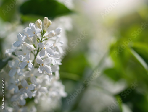 Branch of blossoming white lilac in the garden.