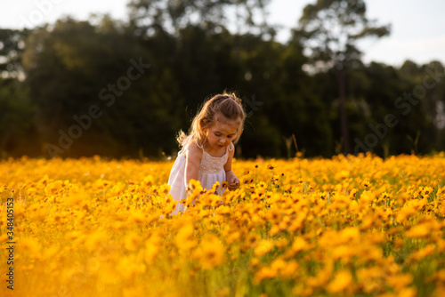 Little toddler girl in a white dress picking flowers in a black eye Susan flower field.  Child in a flower meadow at sunset with yellow flowers. 