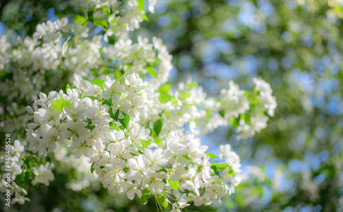 Branch of a blossoming apple tree