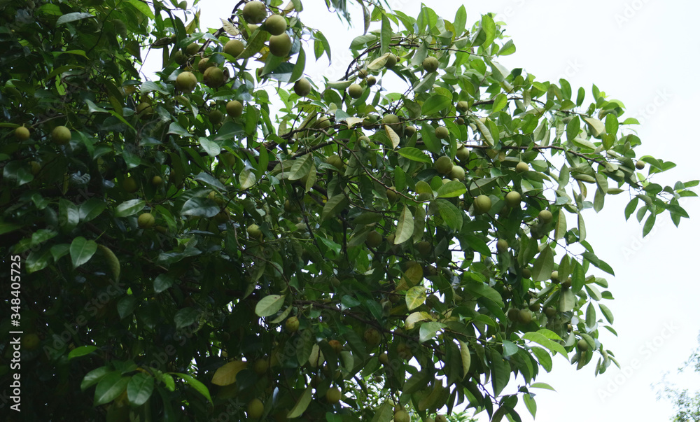 Nutmeg fruit or pala on tree in Indonesia. 